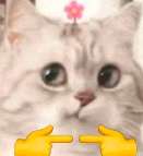 4.25周五晚上不出意料的话有5.6原神