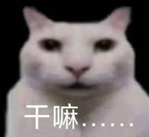 什么聊着聊着天突然被问有没有男朋友？

